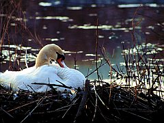 Swan, Canada